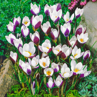 Ladykiller Snow Crocus Seeds